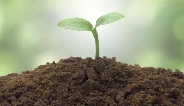 [Popularization of Science] A treasure trove of plant growth regulators! (Recommended collection)