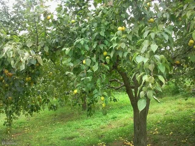 Are you ready for a new round of fruit tree management in April?