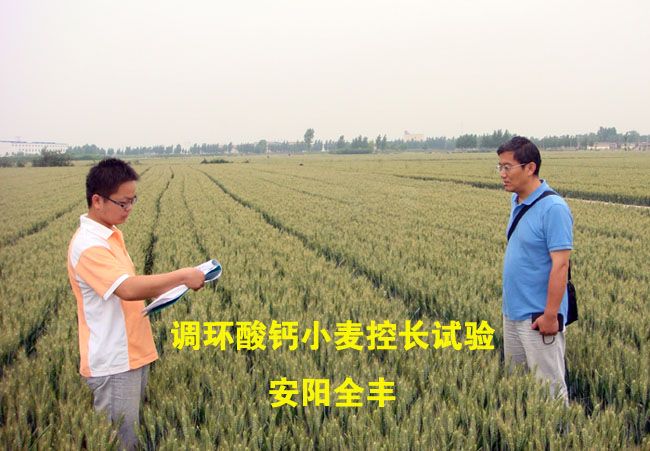 The experiment of calcium cyclamate (wheat navigator) on wheat length control achieved a breakthrough